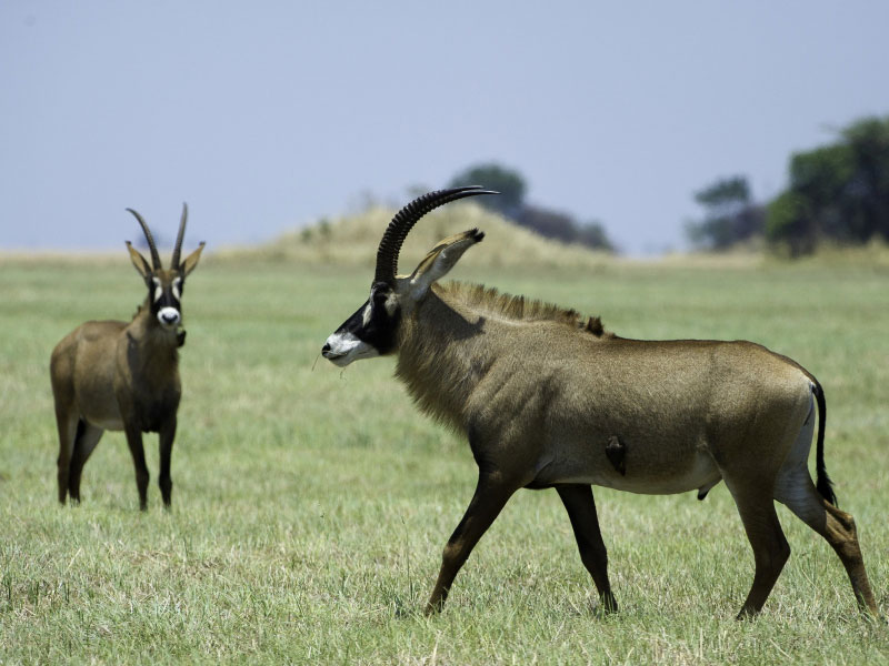 L’antilope rouanne (Hippotragus equinus) ou antilope cheval