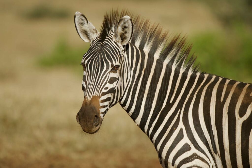 Le zèbre de Hartmann (Equus zebra hartmannae). Il vit en Namibie et en Afrique du Sud. 
