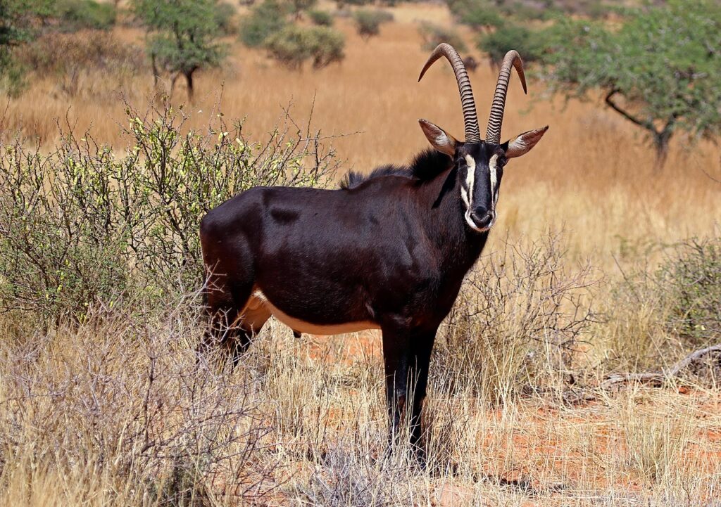 L'hippotrague noir ou Antilope noire (Hippotragus niger)